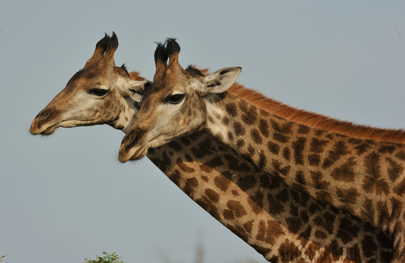 Giraffa giraffa giraffa [550 mm, 1/2500 sec at f / 8.0, ISO 1000]